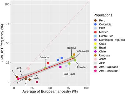 Tracing the Distribution of European Lactase Persistence Genotypes Along the Americas